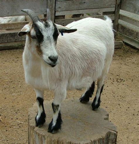 Pygmy Goat (American Pygmy) Info, Size, Lifespan, Temperament, and Pictures