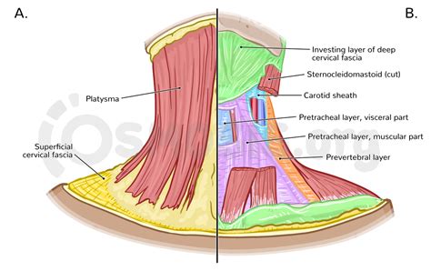 Fascia and spaces of the neck | Osmosis