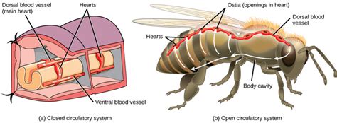 40.1B: Open and Closed Circulatory Systems - Biology LibreTexts