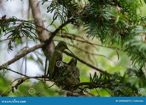 Costa`s Hummingbird Resting in the Nest Stock Image - Image of ...