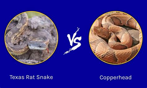 Texas Rat Snake vs Copperhead Snakes: A Comparison of Habitat, Color ...