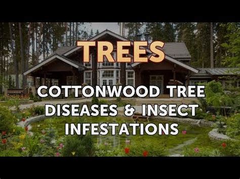 Cottonwood Tree Diseases & Insect Infestations - YouTube