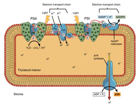 chloroplasts - What happens to the absorbed blue and red light in the ...