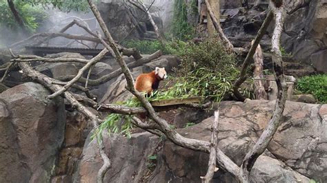 Red Panda Habitat Destruction