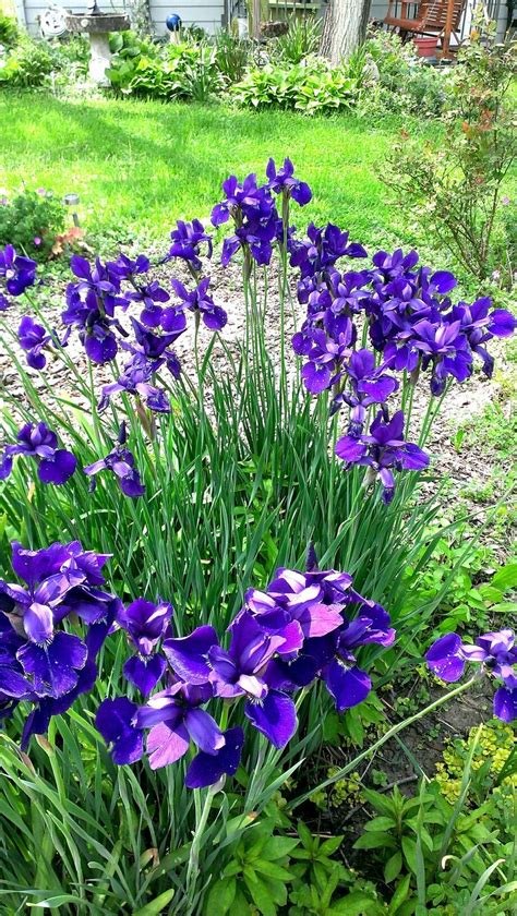 Siberian Iris | Plants, Garden, Iris