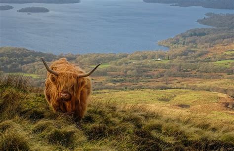 Scottish Wildlife: Animal Species Situated in Scotland - Arbtech