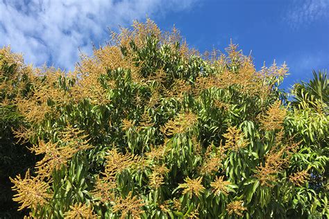 Mango Blossoms WOW! - Under the Mango TreeUnder the Mango Tree