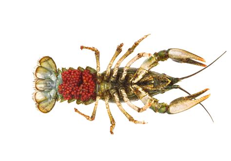 Information About Crayfish Habitat, Along With Some Fun Facts - Animal Sake