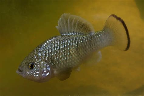 Cyprinodon veronicae – Charco Palma Pupfish — Seriously Fish