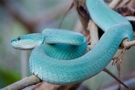 Blue indigo snake | Pit viper, Beautiful snakes, Komodo island