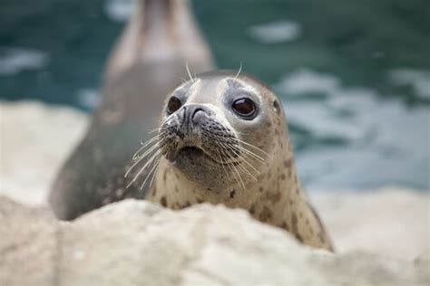 Harbor Seal - Facts and Beyond | Biology Dictionary