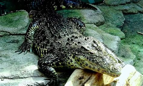 Cuban Crocodile | The Animal Facts | Appearance, Diet, Habitat, Behavior