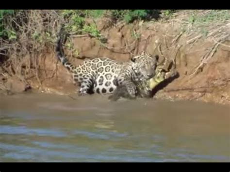 Jaguar caza un cocodrilo - YouTube