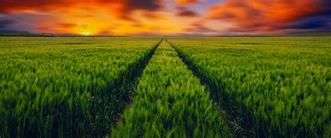 Grass field Wallpaper 4K, Green Grass, Farm Land