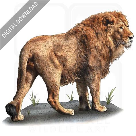 Stock Art Drawing of an African Lion