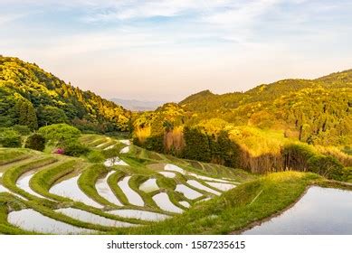 Rice Terraces Called Kamogawa City Chiba Stock Photo 1587235615 ...