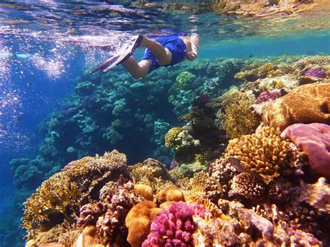 Snorkelling on the Great Barrier Reef | palm bay resort