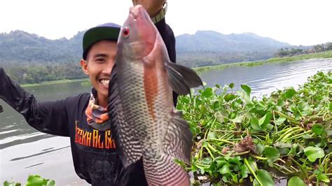 Cara Unik Mancing Ikan Nila Lihat Hasilnya !! - YouTube