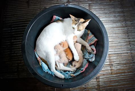 Cat Pregnancy: What to Expect | Great Pet Care