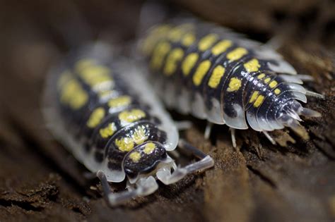 Porcellio Haasi “Giant” Really happy to keep this species of Isopod 😊 ...