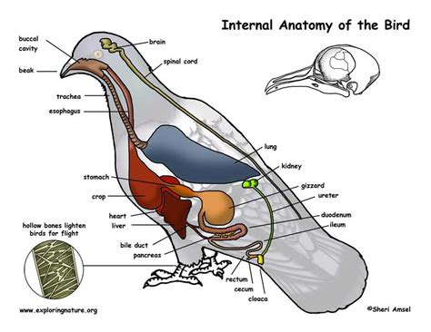 Bird Anatomy Poster