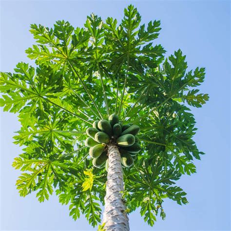 Papaya Trees for Sale– FastGrowingTrees.com