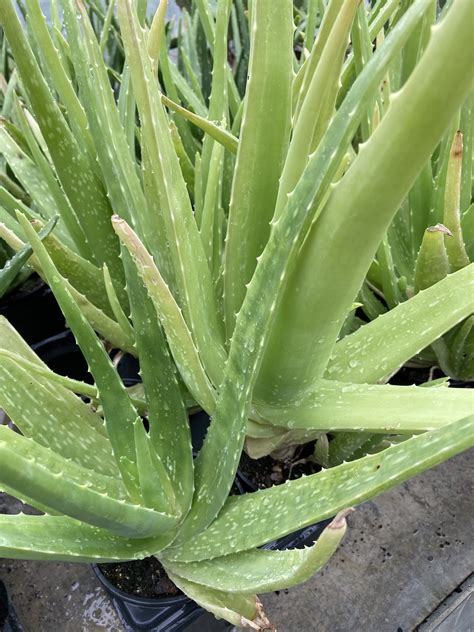 Plante Aloe Vera Bio - Les Jardins d'Ollivier