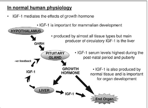 Figure 1 from The Insulin-like Growth Factor-1 (IGF-1) System ...