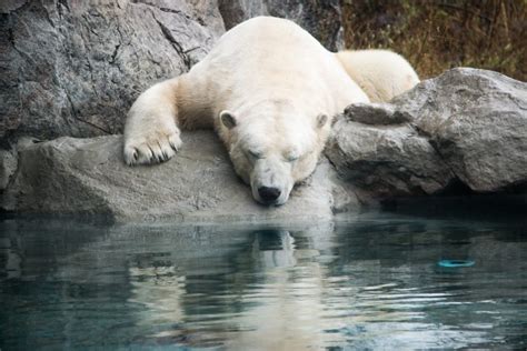 Meet the Bears: Visit the Cochrane Polar Bear Habitat - Northeastern ...