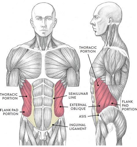 Male Upper Torso Anatomy