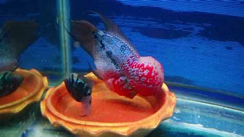 Breeding Flowerhorn Pairing Flowerhorn Cichlid Fish With Blude ...