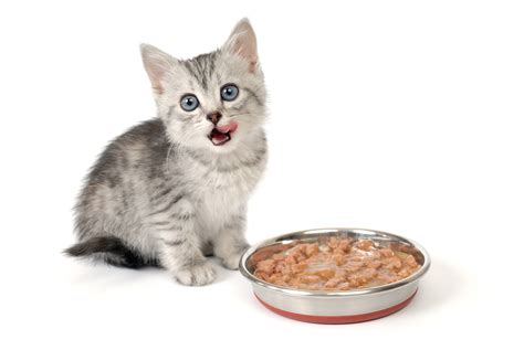 Cat Food For Kittens - Cat Food Brands Comparisons And Ratings