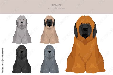 Briard dog clipart. All coat colors set. Different position. All dog ...