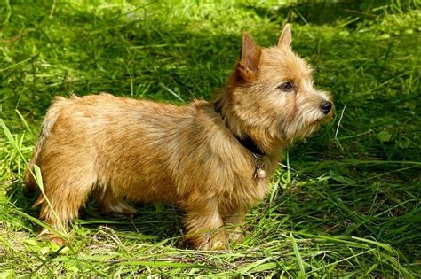 28 Elegant English Dog Breeds: Native English Dogs