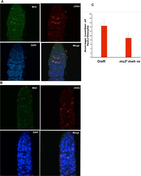 MU2 marks double strand breaks in the germarium. Immunostaining of ...