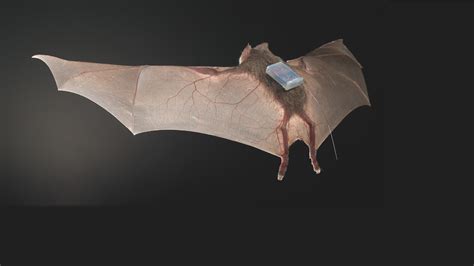 Vampire Bats Form Bloody Bonds Of 'Friendship' : NPR