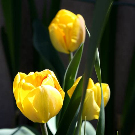 Three Yellow Tulips – Photos Public Domain