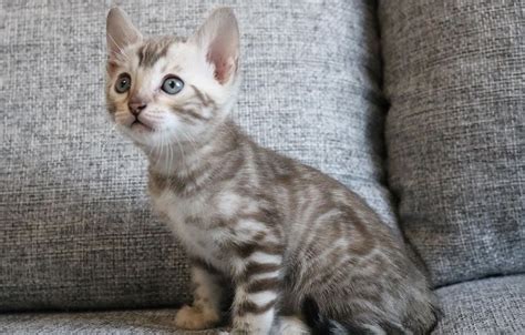 Snow Bengal Kittens for Sale - Delivery to USA & Canada