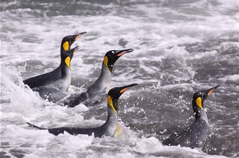 Climate and the King Penguin | California Academy of Sciences