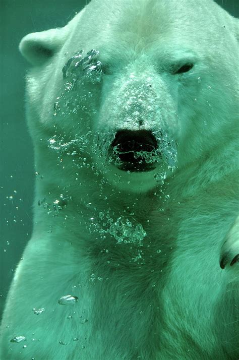 Underwater Polar Bear Photograph by James Grinham - Fine Art America