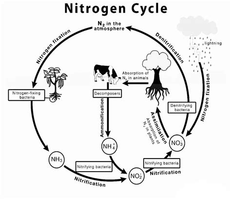 Nitrogen cycle: Introduction, Steps, and Importance