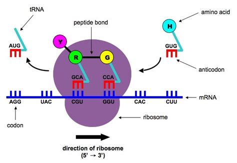 3.5 Transcription and Translation | BioNinja