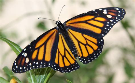 My Monarch Guide: Monarch Butterfly Milkweed Mania!: Is my Monarch a ...