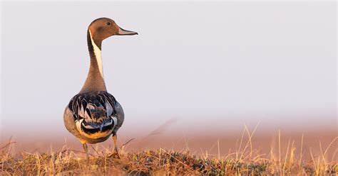 DU Special Report: Pintails on the Brink | Ducks Unlimited