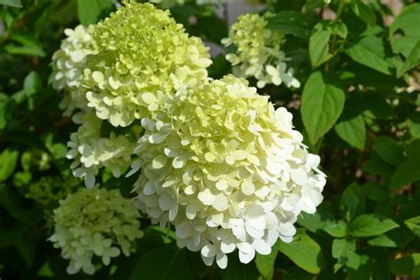 White Hydrangea Flower - Green Thumb Advice