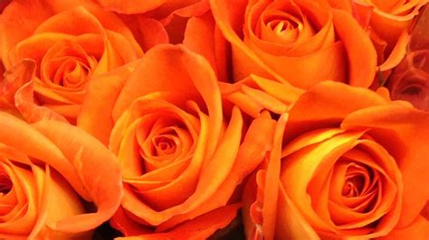 Orange Roses HD Orange Aesthetic Wallpapers | HD Wallpapers | ID #54392