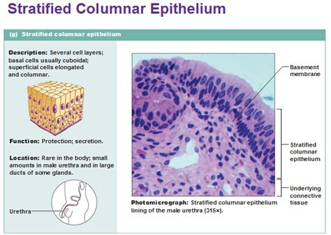 Eight types of epithelial tissue