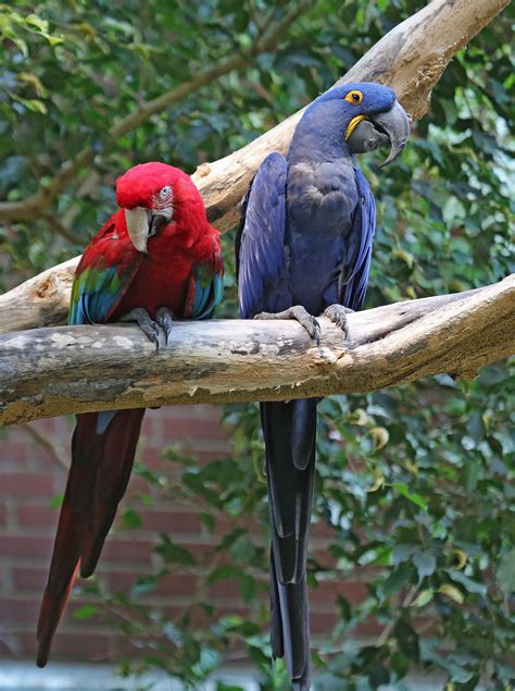 Pictures and information on Hyacinth Macaw