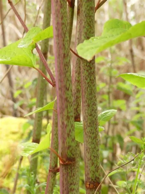 🏡 Identifying Japanese knotweed characteristics - A definitive guide