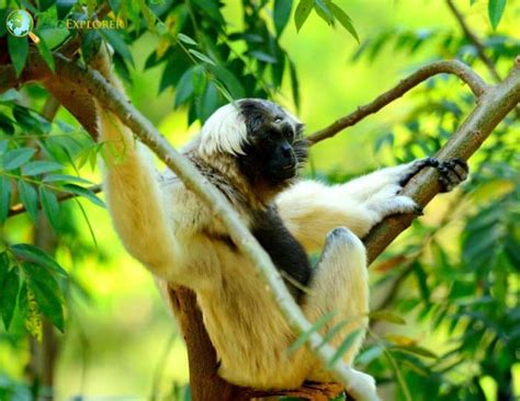 Pileated Gibbon Characteristics | Hylobates Pileatus Facts